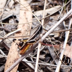 Macrotona australis (Common Macrotona Grasshopper) at Mount Painter - 20 Feb 2024 by CathB