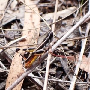 Macrotona australis at Mount Painter - 20 Feb 2024