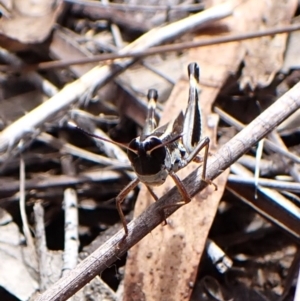 Macrotona australis at Mount Painter - 20 Feb 2024