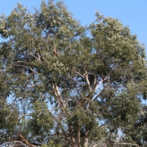 Corymbia maculata at Wodonga - 25 Feb 2024