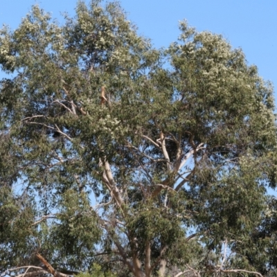 Corymbia maculata (Spotted Gum) at Wodonga - 25 Feb 2024 by KylieWaldon