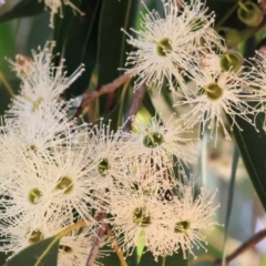 Corymbia maculata at Wodonga - 25 Feb 2024 09:53 AM