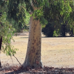 Corymbia maculata at Wodonga - 25 Feb 2024 09:53 AM