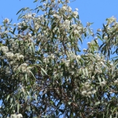 Corymbia maculata at Wodonga - 25 Feb 2024 09:53 AM