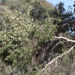 Corymbia maculata at Wodonga - 25 Feb 2024 09:53 AM