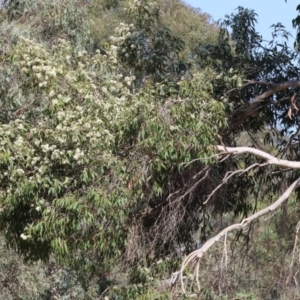 Corymbia maculata at Wodonga - 25 Feb 2024 09:53 AM