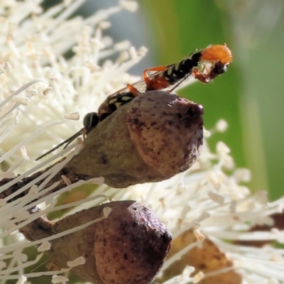 Aeolothynnus sp. (genus) (A flower wasp) at Federation Hill - 25 Feb 2024 by KylieWaldon