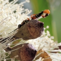 Unidentified Flower wasp (Scoliidae or Tiphiidae) at West Wodonga, VIC - 24 Feb 2024 by KylieWaldon