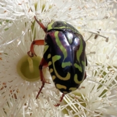 Eupoecila australasiae (Fiddler Beetle) at Wodonga - 25 Feb 2024 by KylieWaldon