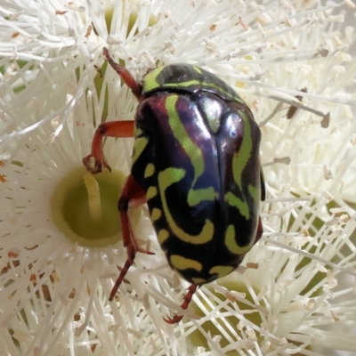 Eupoecila australasiae (Fiddler Beetle) at Federation Hill - 24 Feb 2024 by KylieWaldon