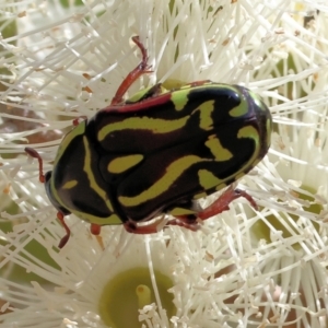 Eupoecila australasiae at Federation Hill - 25 Feb 2024 09:57 AM