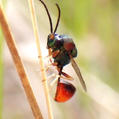 Eucharitidae (family) (Unidentified ant-parasite wasp) at Mount Painter - 19 Feb 2024 by CathB