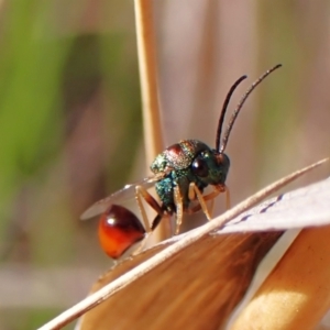 Eucharitidae (family) at Mount Painter - 19 Feb 2024