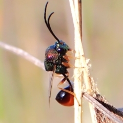 Eucharitidae (family) at Mount Painter - 19 Feb 2024