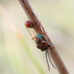 Eucharitidae (family) at Mount Painter - 19 Feb 2024