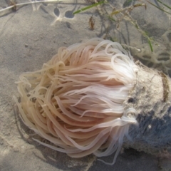 Unverified Anemone, Jellyfish or Comb Jelly (Cnidaria, Ctenophora) at Broome, WA - 10 Aug 2010 by MB