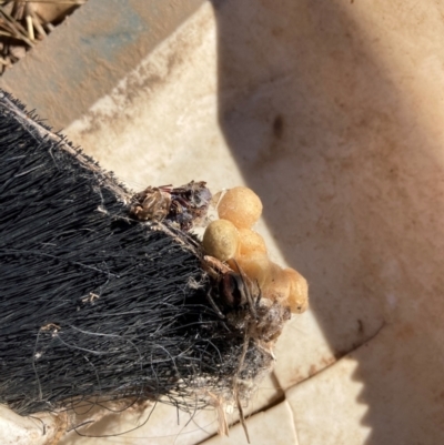 Unidentified Other web-building spider at Suttons Dam - 14 Feb 2024 by KL