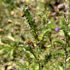 Agonoscelis rutila (Horehound bug) at Tharwa, ACT - 24 Feb 2024 by KMcCue