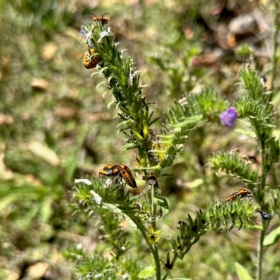 Agonoscelis rutila (Horehound bug) at Tharwa, ACT - 24 Feb 2024 by KMcCue