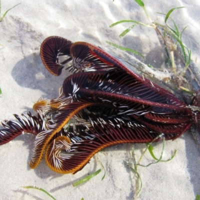 Unidentified Marine Invertebrate at Broome, WA - 10 Aug 2010 by MB