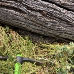 Tiliqua rugosa (Shingleback Lizard) at Fentons Creek, VIC - 18 Feb 2024 by KL