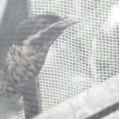 Eudynamys orientalis (Pacific Koel) at GG182 - 25 Feb 2024 by KMcCue