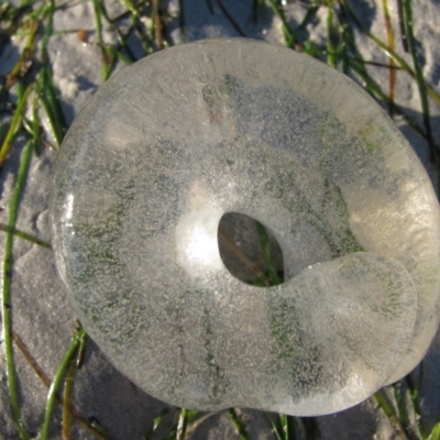 Unverified Sea Snail or Limpet (Gastropoda) at Broome, WA - 10 Aug 2010 by MB