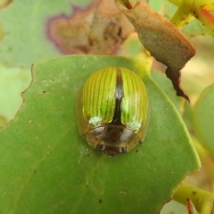 Paropsisterna hectica (A leaf beetle) at Kosciuszko National Park - 21 Feb 2024 by HelenCross