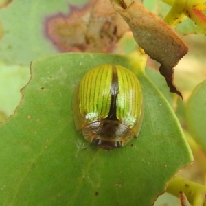 Paropsisterna hectica at Kosciuszko National Park - 21 Feb 2024