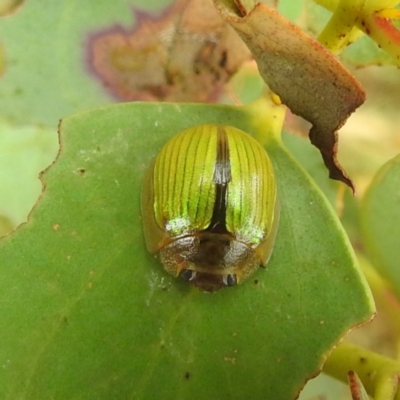 Paropsisterna hectica (A leaf beetle) at Broken Dam, NSW - 21 Feb 2024 by HelenCross