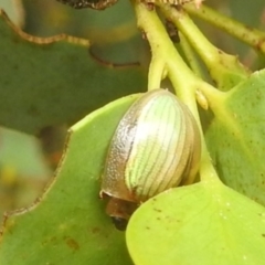 Paropsisterna hectica (A leaf beetle) at Broken Dam, NSW - 21 Feb 2024 by HelenCross