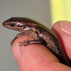 Unidentified Skink by AndyRoo