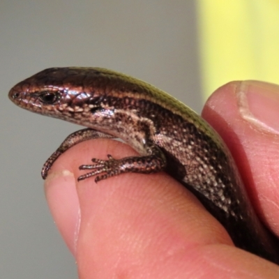 Unverified Skink by AndyRoo