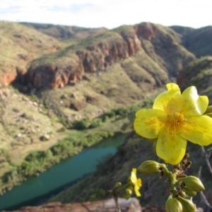 Cochlospermum fraseri at Lake Argyle, WA - 4 Aug 2010