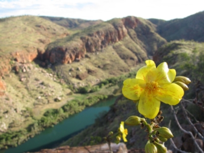 Cochlospermum fraseri (Yellow Kapok) at Lake Argyle, WA - 4 Aug 2010 by MB