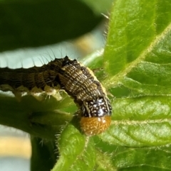 Lepidoptera unclassified IMMATURE (caterpillar or pupa or cocoon) at Theodore, ACT - 26 Feb 2024 by Cardy