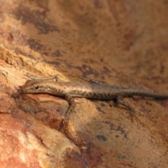 Unidentified Skink at Lake Argyle, WA - 4 Aug 2010 by MB