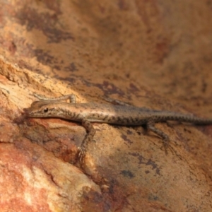 Cryptoblepharus juno at Lake Argyle, WA - 4 Aug 2010 05:45 PM