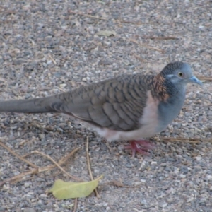 Geopelia humeralis at Kununurra, WA - 5 Aug 2010