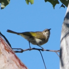 Lichmera indistincta (Brown Honeyeater) at Kununurra, WA - 5 Aug 2010 by MB