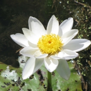 Nymphaea sp. at Wyndham, WA - 7 Aug 2010