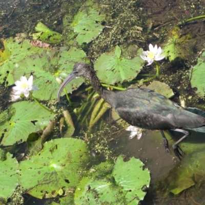 Plegadis falcinellus (Glossy Ibis) at Wyndham, WA - 7 Aug 2010 by MB