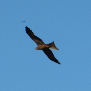 Milvus migrans at Fitzroy Crossing, WA - 8 Aug 2010 03:58 PM