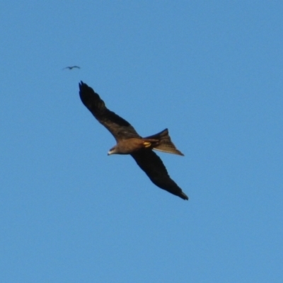 Milvus migrans (Black Kite) at Fitzroy Crossing, WA - 8 Aug 2010 by MB