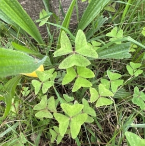 Oxalis latifolia at Kangaroo Valley, NSW - suppressed