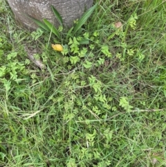 Oxalis latifolia at Kangaroo Valley, NSW - suppressed