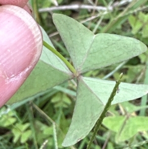 Oxalis latifolia at Kangaroo Valley, NSW - suppressed