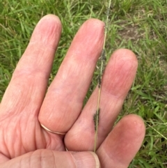 Sporobolus creber (Slender Rat's Tail Grass) at Kangaroo Valley, NSW - 26 Feb 2024 by lbradley