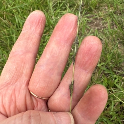 Sporobolus creber (Slender Rat's Tail Grass) at Kangaroo Valley, NSW - 26 Feb 2024 by lbradley