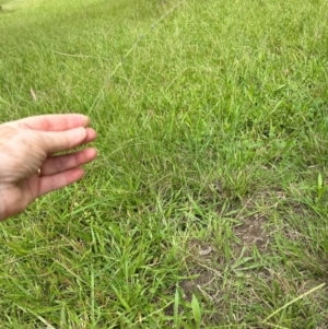 Sporobolus creber at Kangaroo Valley, NSW - suppressed